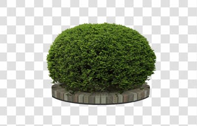 Plantas (9)
