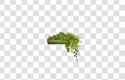 Plantas (13)