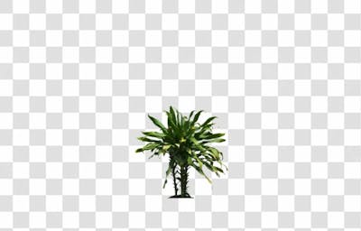 Plantas (15)