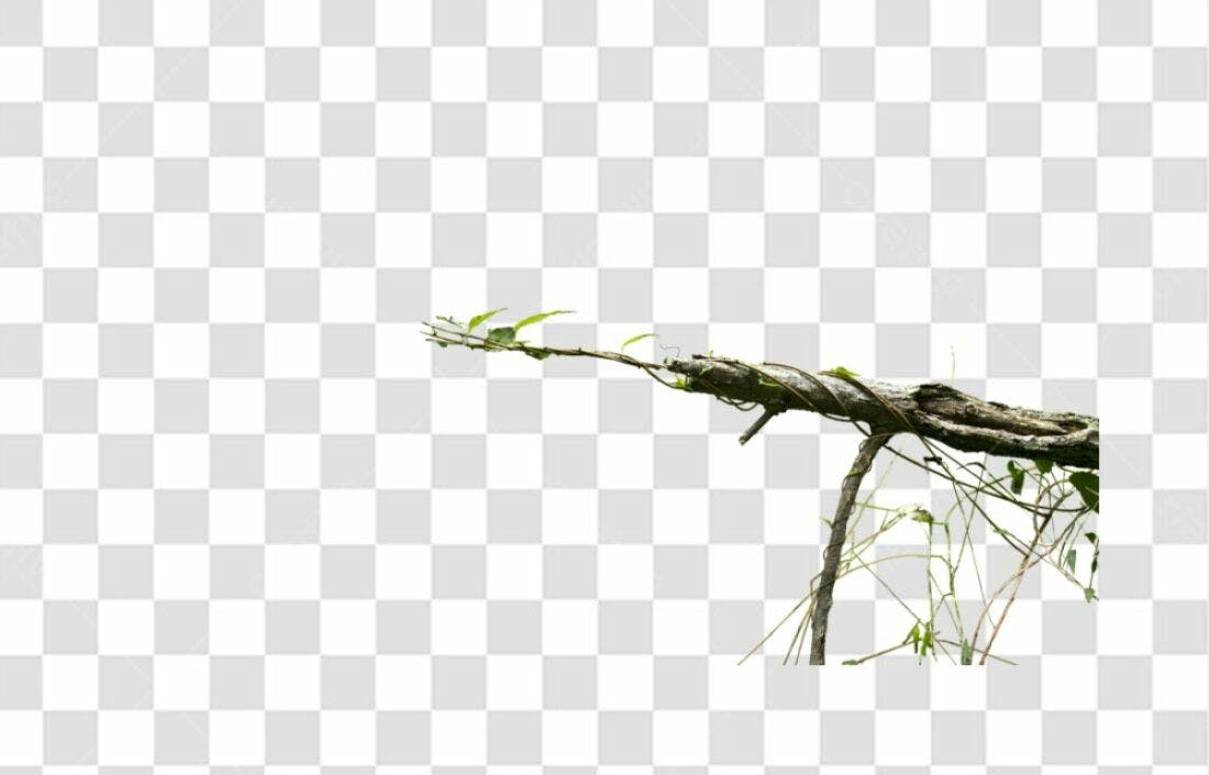 Elemento PNG com fundo transparente Galho com trepadeira