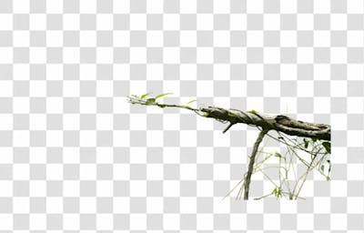 Plantas (16)