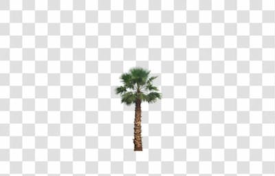 Plantas (17)