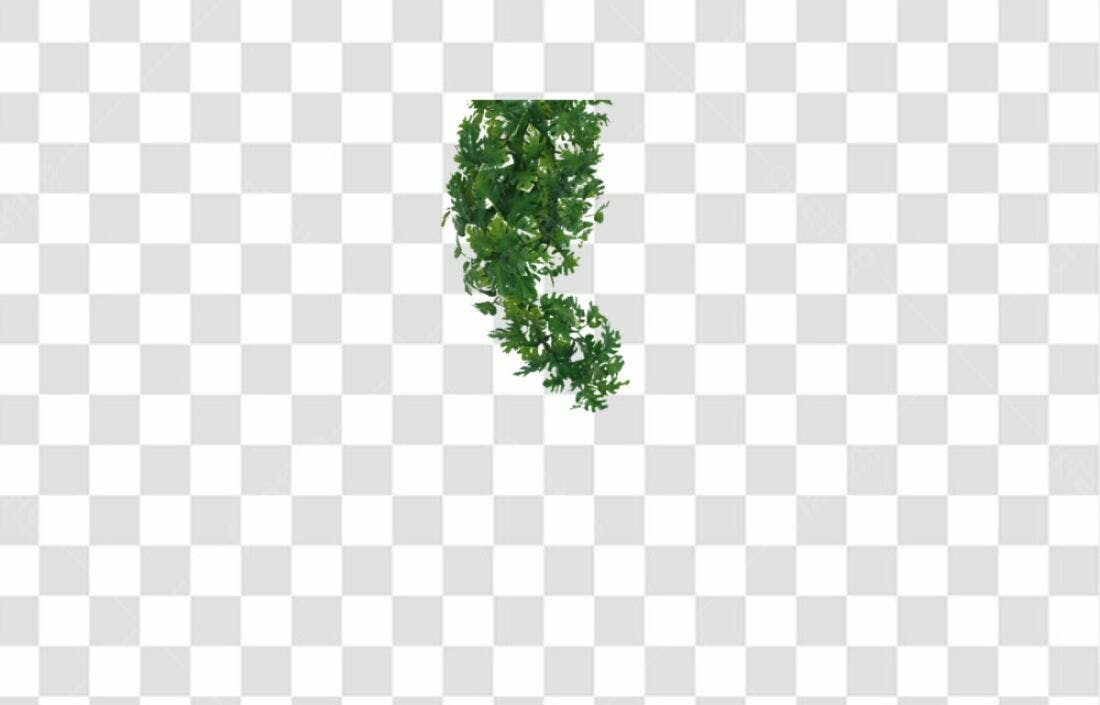 Icone Folhagem Verde PNG com fundo transparente