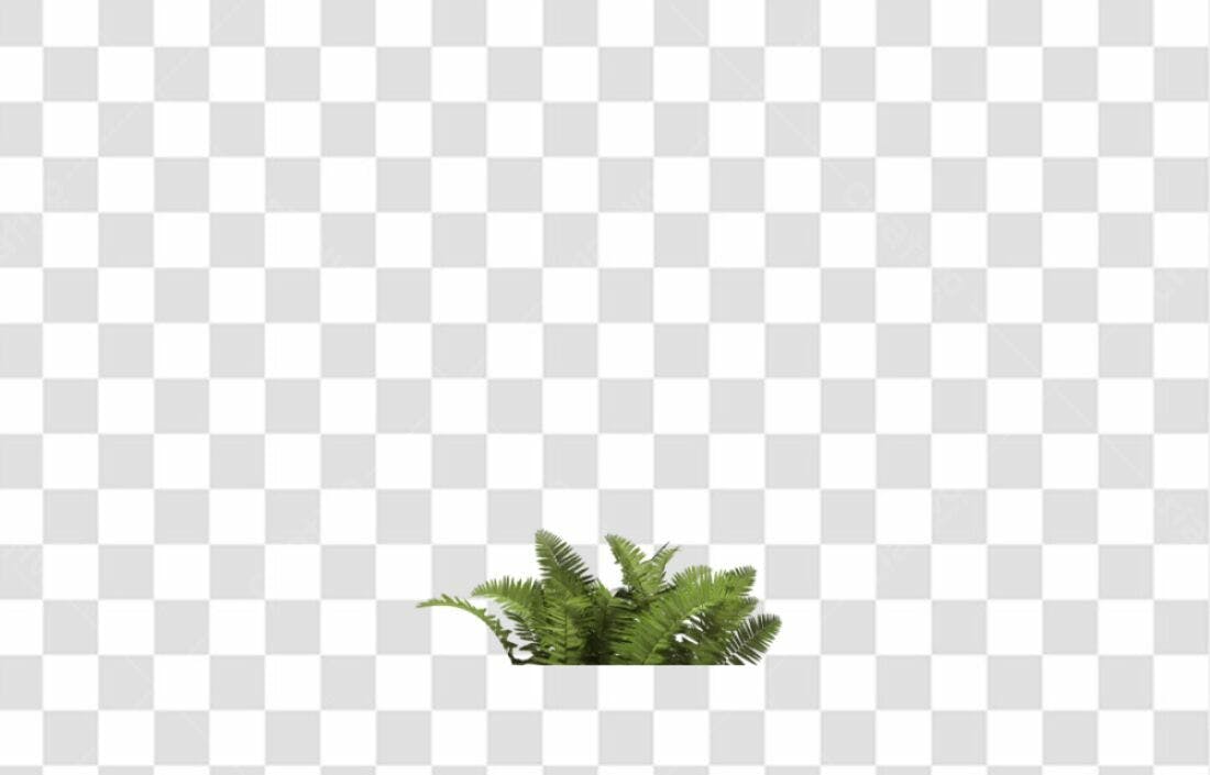 Icone Samambaia PNG com fundo transparente