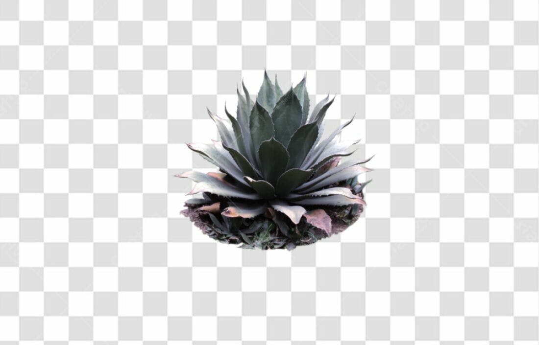 Icone Planta Suculenta PNG com fundo transparente