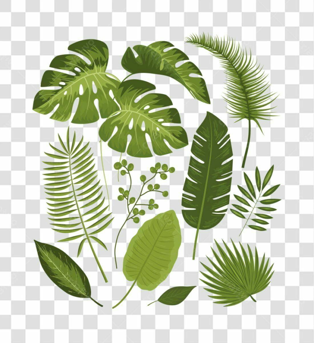 Icones Folhas Tropicais PNG com fundo transparente