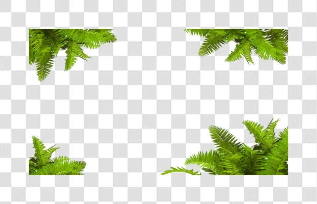 Moldura PNG com fundo transparente Folhas de samambaia