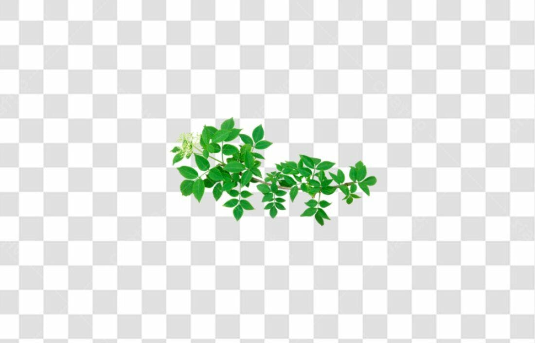 Icone Folhagem Verde PNG com fundo transparente
