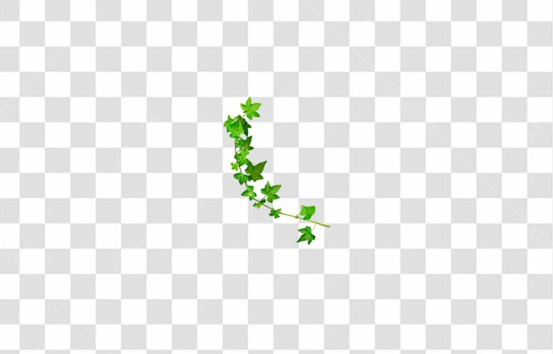 Icone Folhagem Trepadeira PNG com fundo transparente