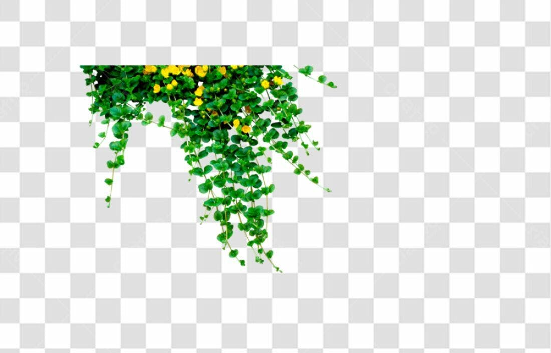 Adorno Trepadeira Verde e Amarela PNG com fundo transparente