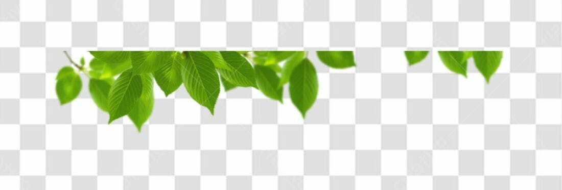 Moldura Folhas Verdes PNG com fundo transparente