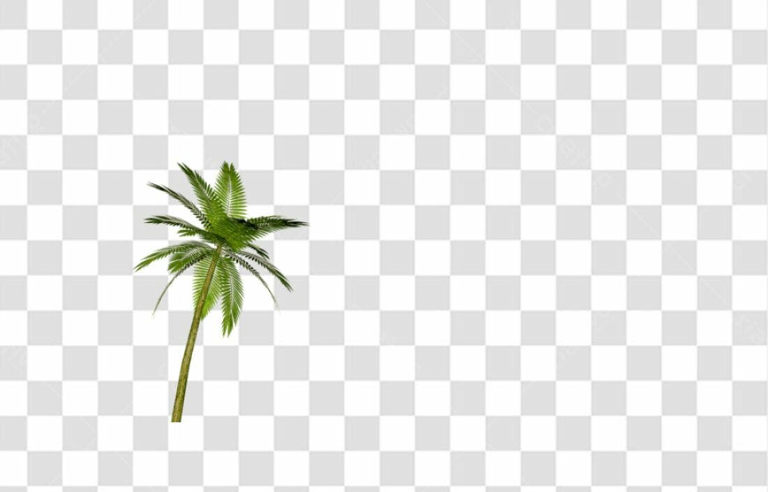 Icone Palma PNG com fundo transparente