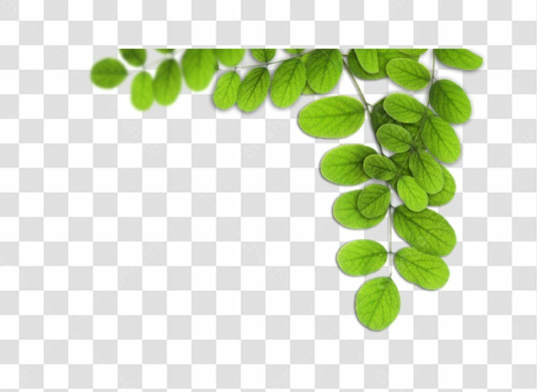 Moldura PNG com fundo transparente Folhas Verdes
