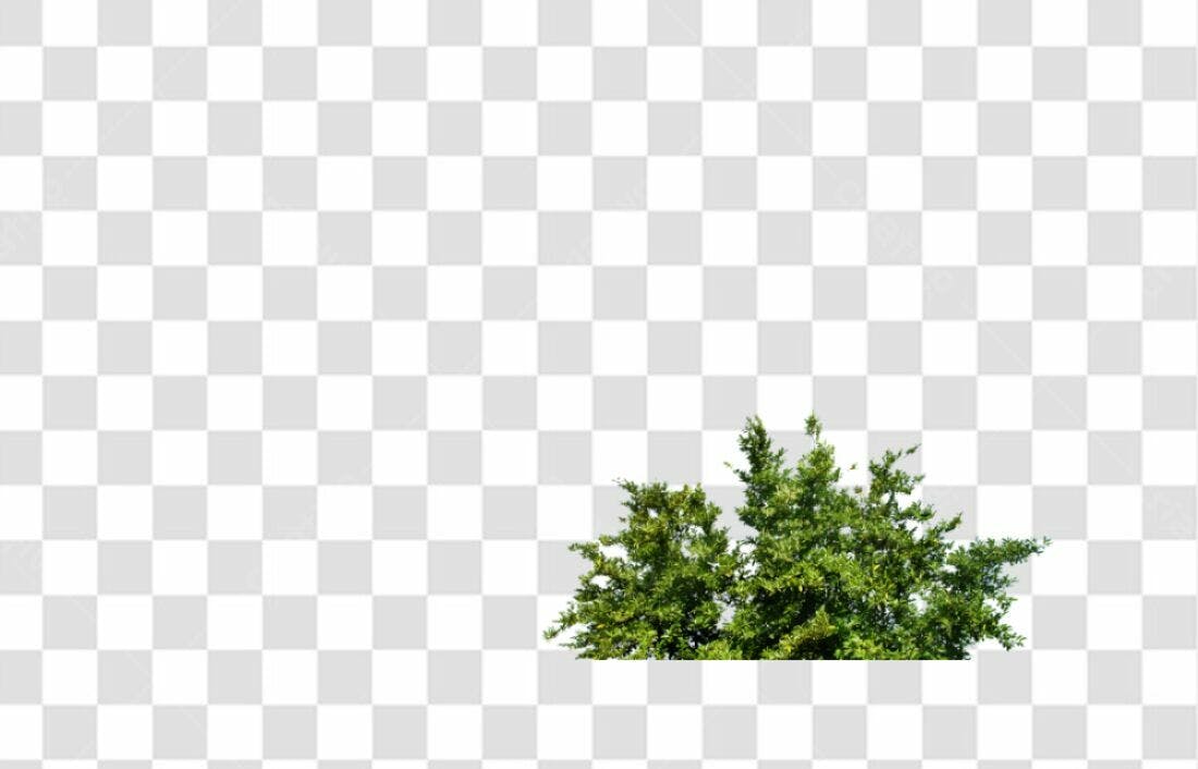 Icone Folhagem Verde PNG com fundo transparente
