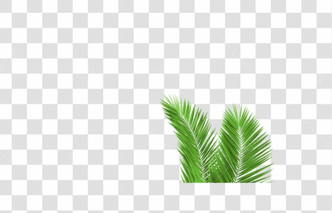 Icone Folhas de Palma PNG com fundo transparente
