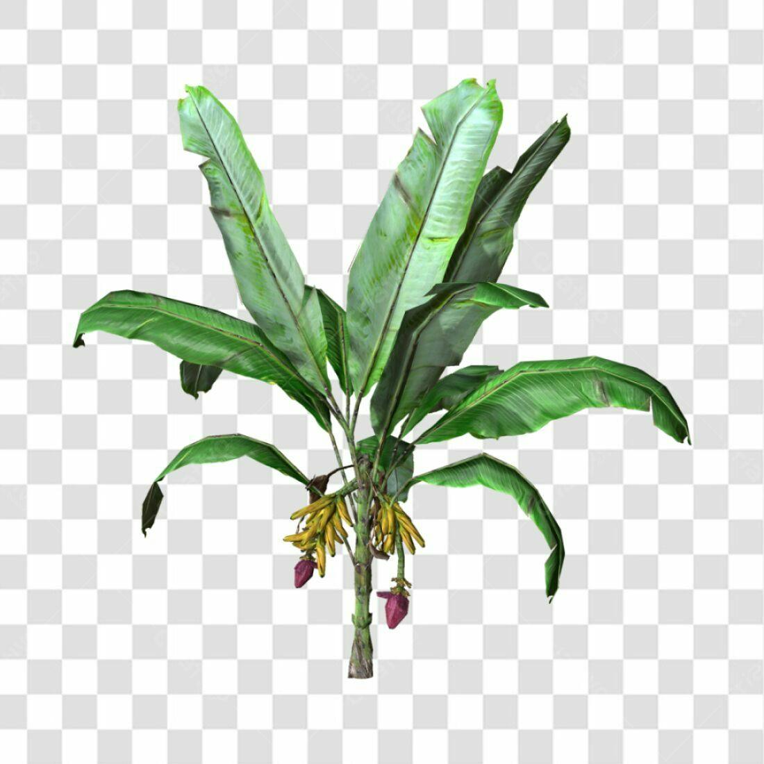 Icone Planta Banana PNG com fundo transparente