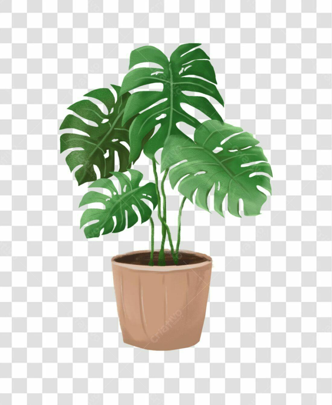 Icone Planta Monstera PNG com fundo transparente