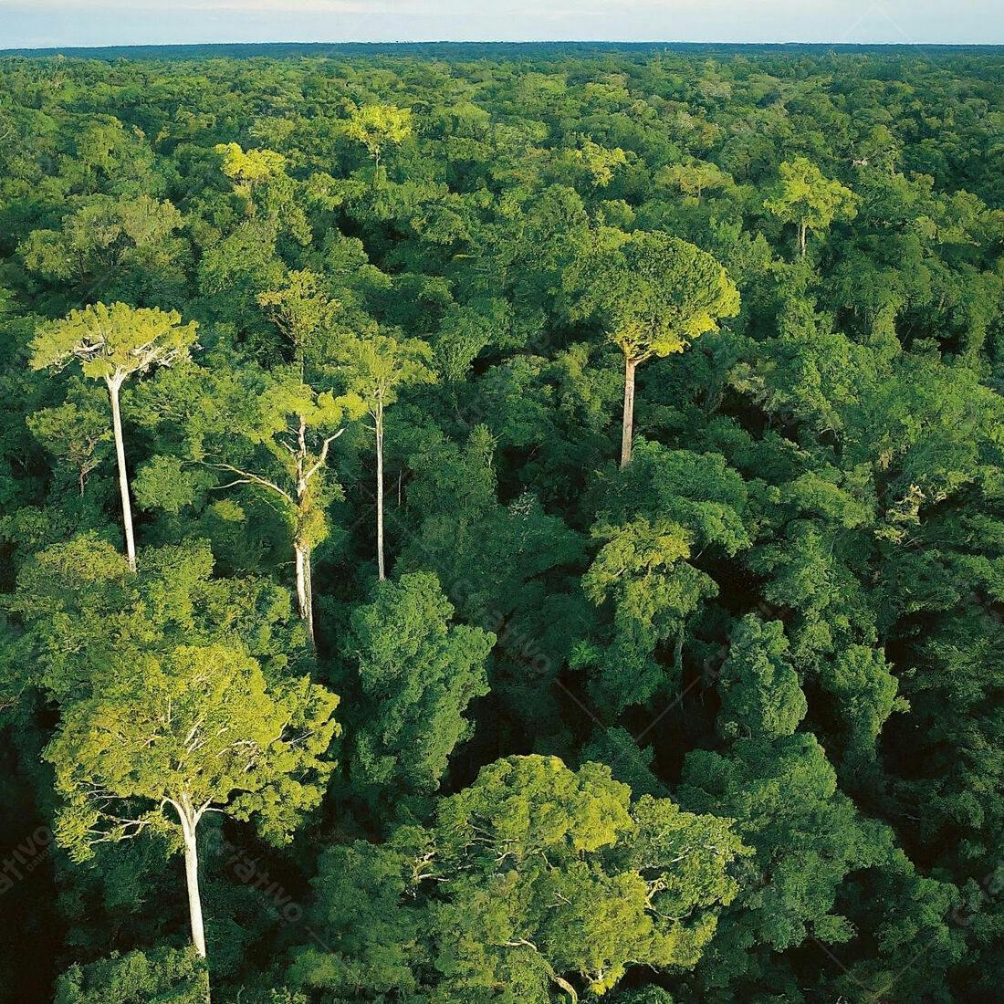 Floresta Amazônica vista aérea exuberante