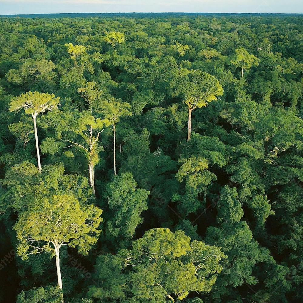 Selva Brasil Amazonia Em Alta Qualidade (1)