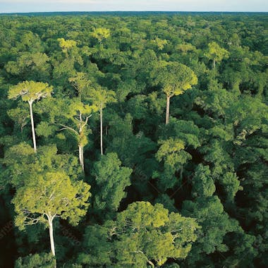 Selva brasil amazonia em alta qualidade