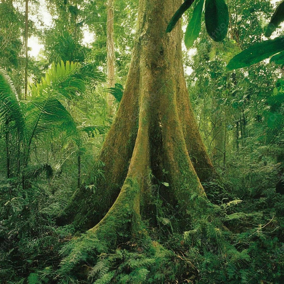 Base de árvore gigante em floresta tropical exuberante