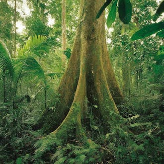 Selva brasil amazonia em alta qualidade