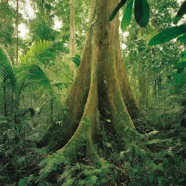 Selva brasil amazonia em alta qualidade