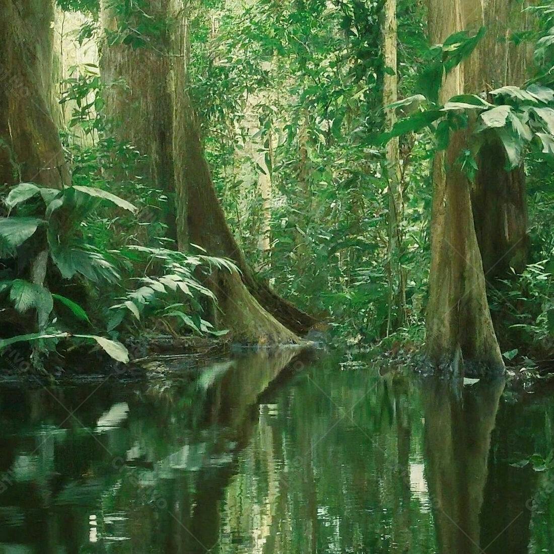 Rio na Floresta Tropical Verde