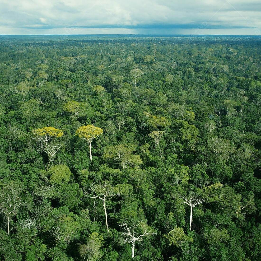 Floresta Amazônica vista aérea exuberante