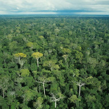 Selva brasil amazonia em alta qualidade