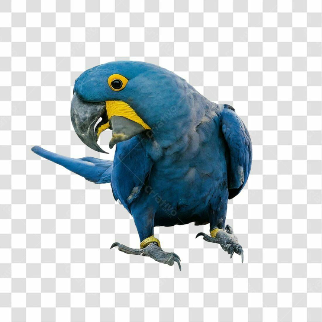 Icone Arara Azul PNG com fundo transparente
