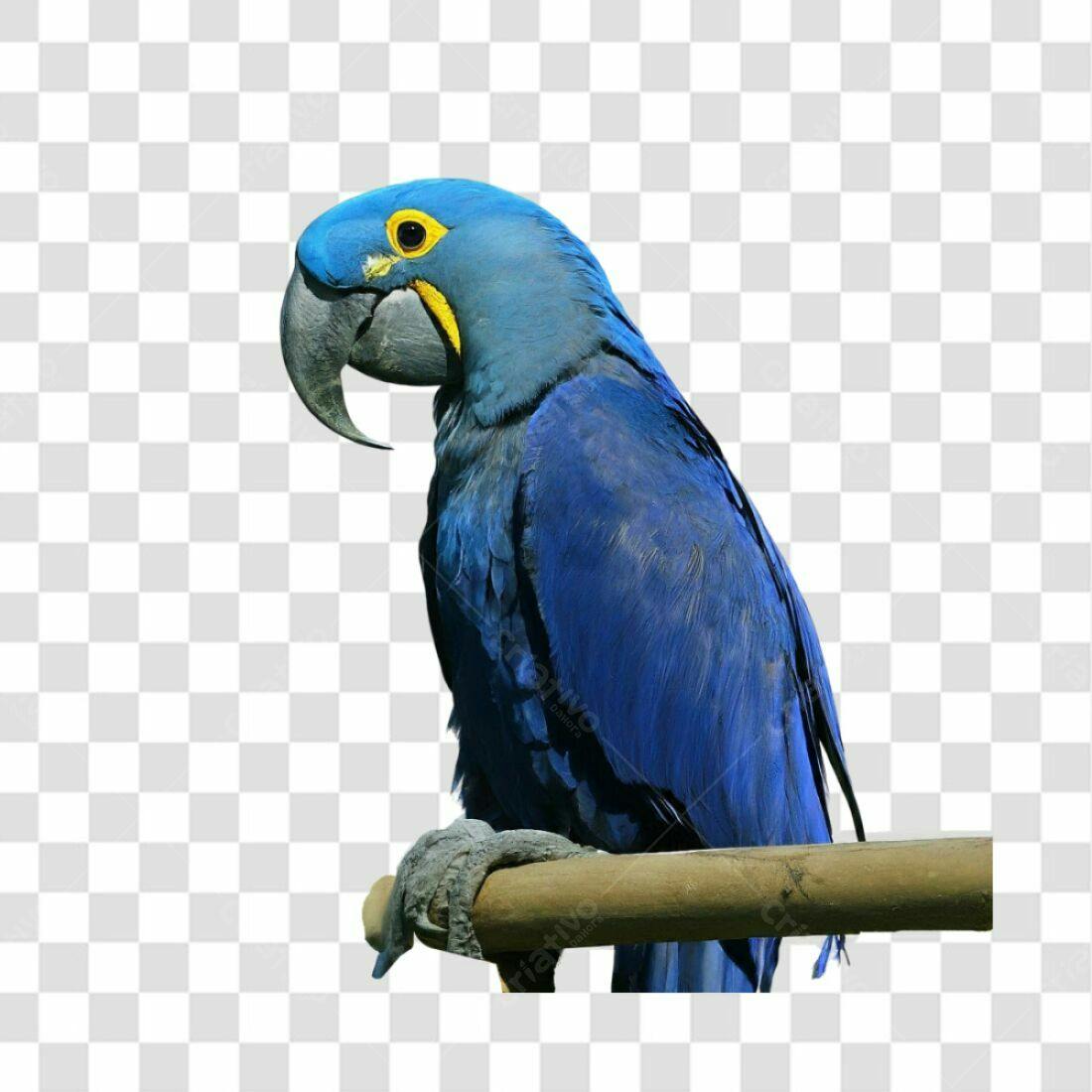 Icone Arara Azul PNG com fundo transparente