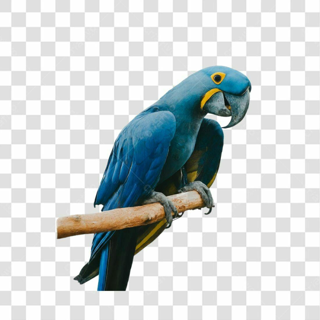 Icone Arara Azul PNG com fundo transparente