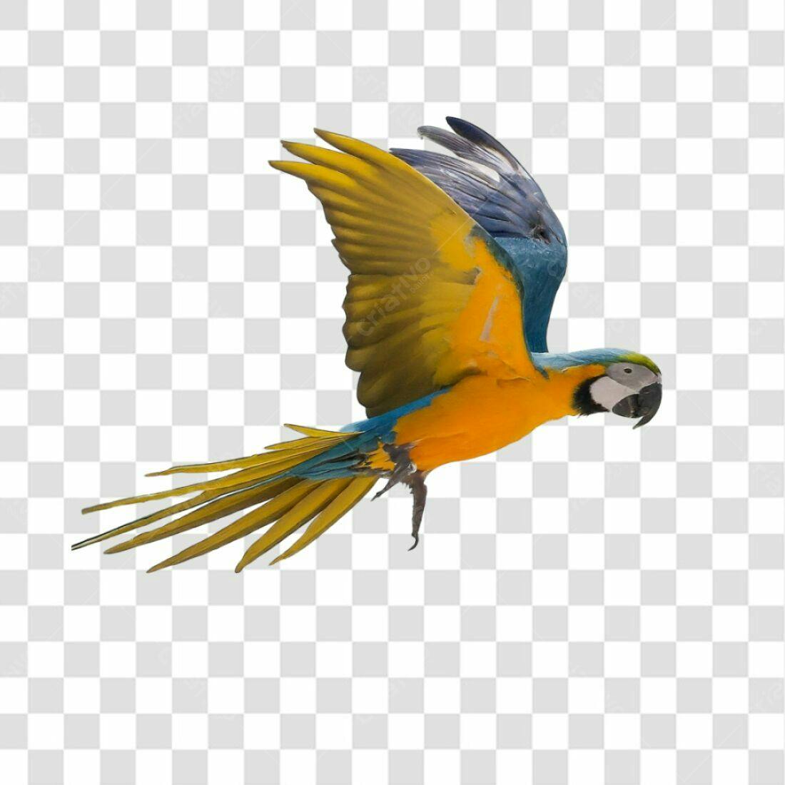 Icone Arara Azul e Amarela PNG com fundo transparente