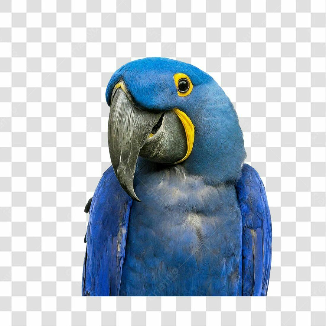 Icone Arara Azul PNG com fundo transparente