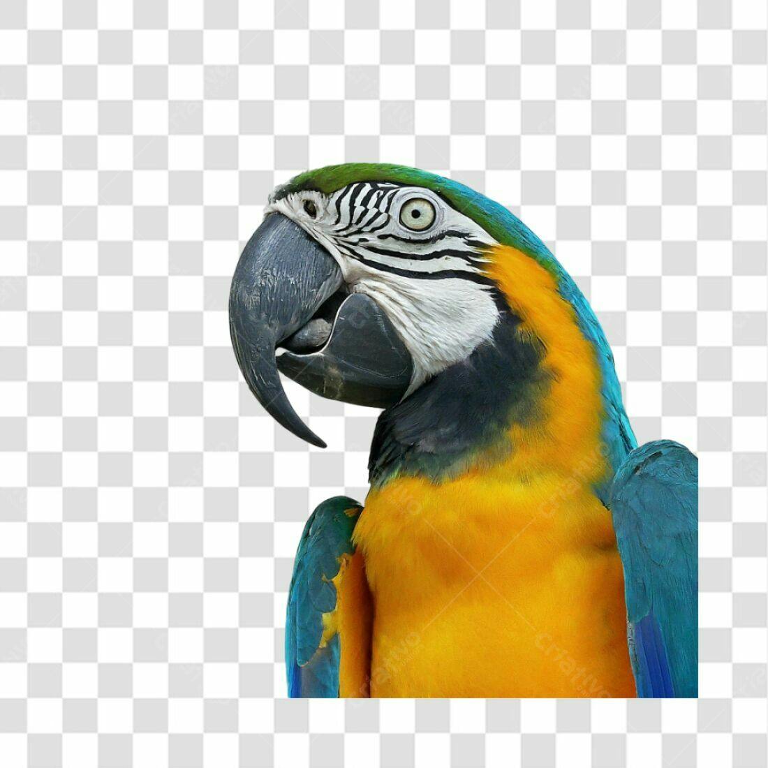 Icone Arara Azul e Amarela PNG com fundo transparente