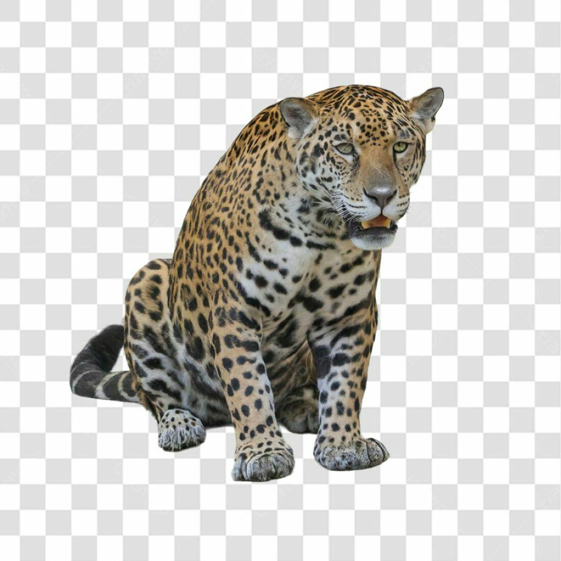 Icone de Onça Pintada PNG com fundo transparente