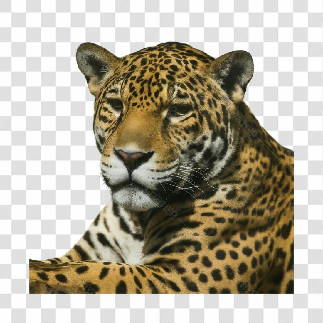 Icone de Onça Pintada PNG com fundo transparente