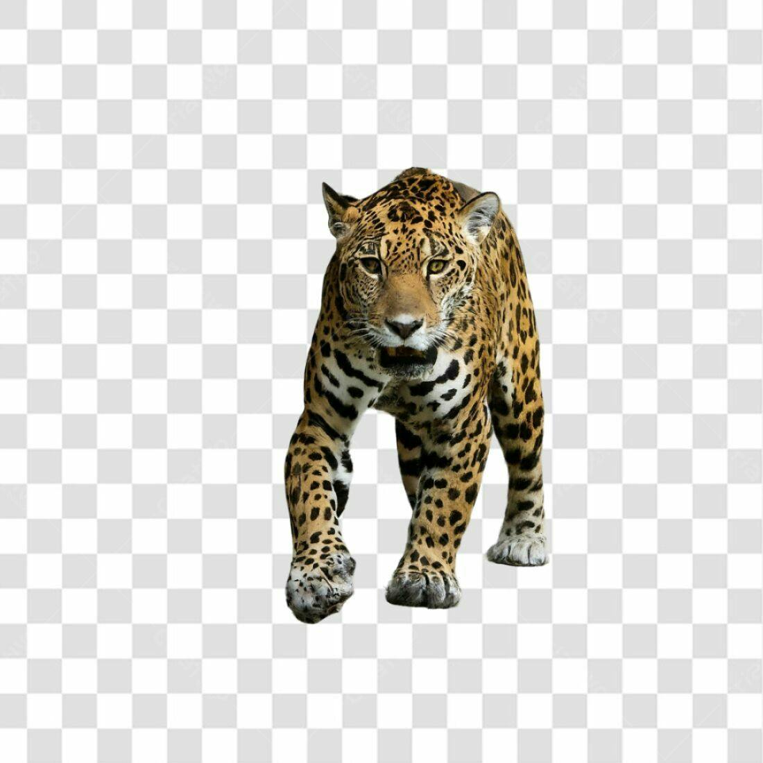 Icone de onça pintada PNG com fundo transparente