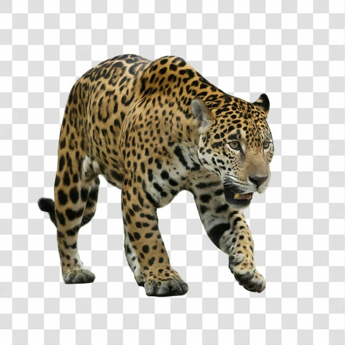 Icone de Onça Pintada PNG com fundo transparente