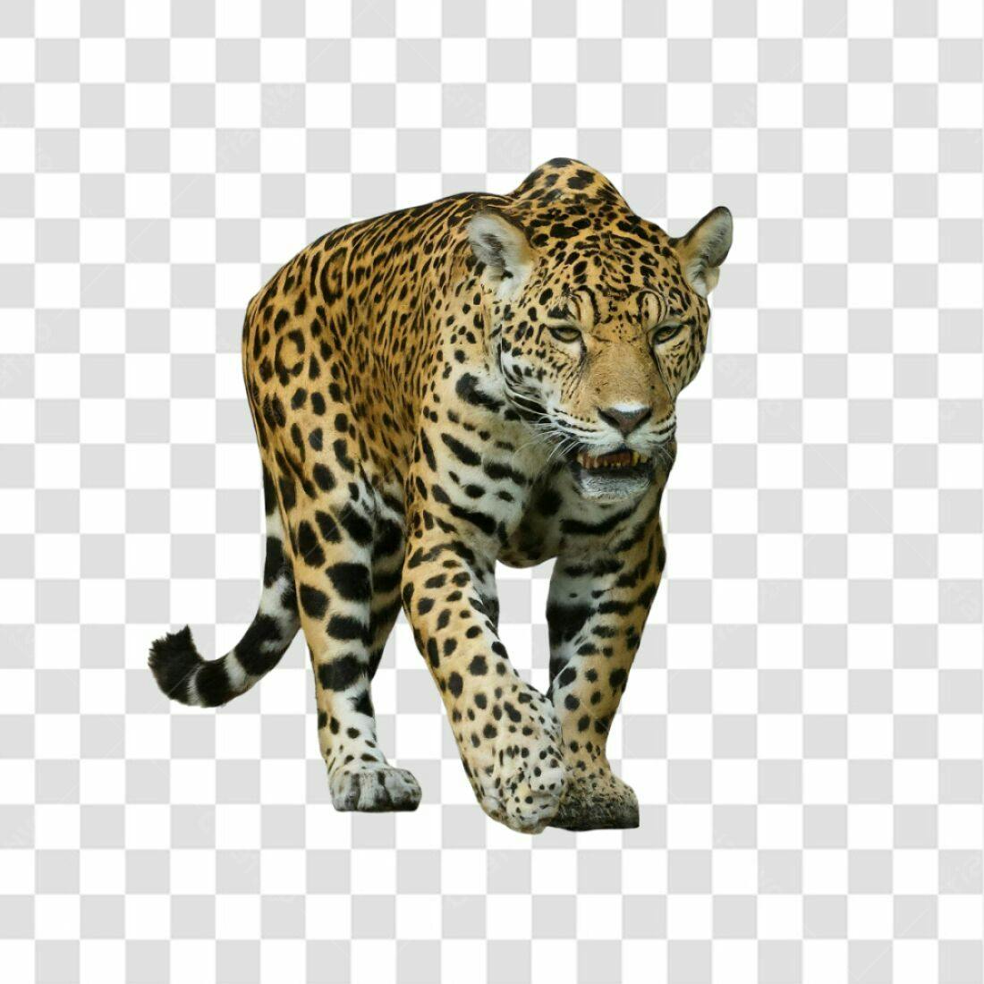 Icone de Onça Pintada PNG com fundo transparente