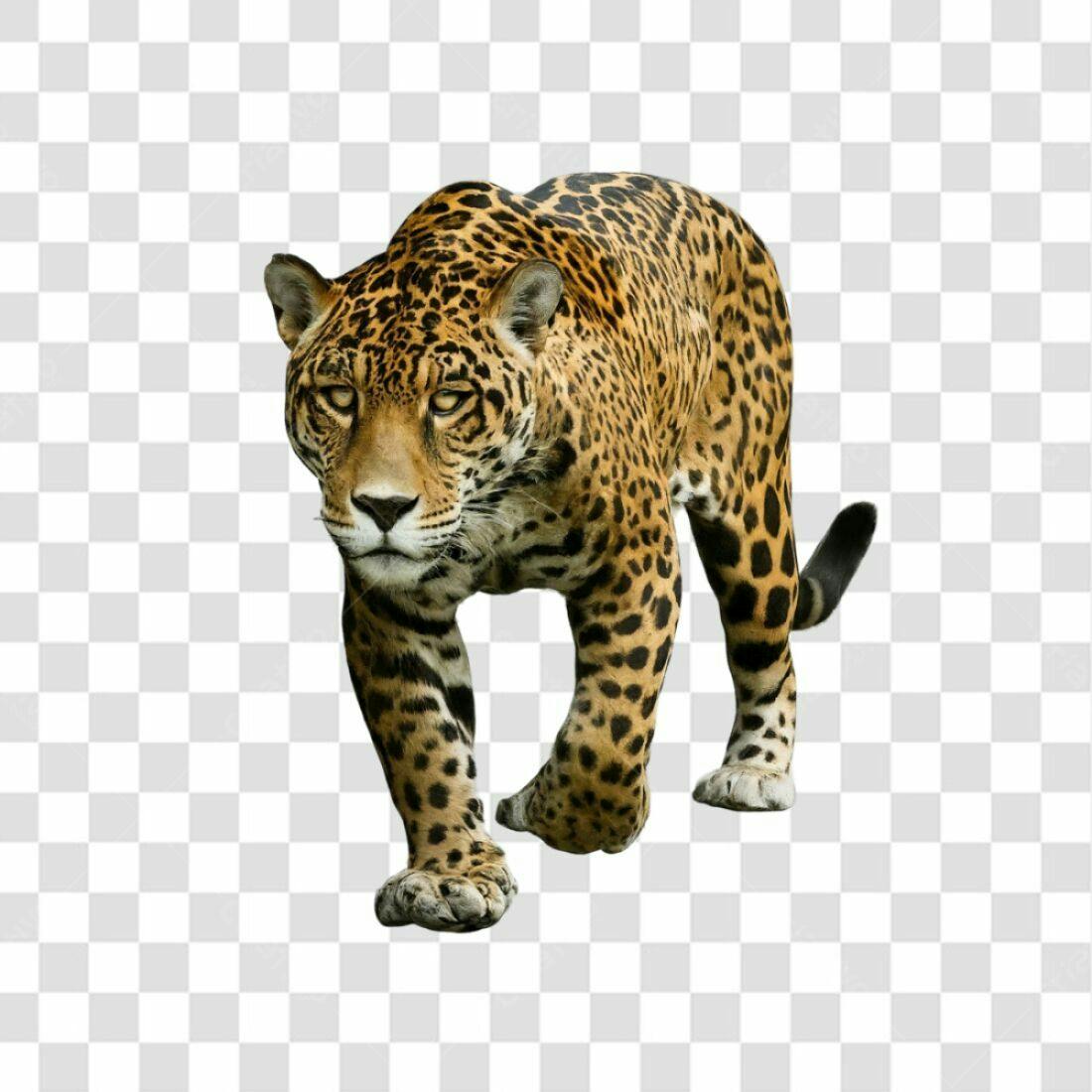 Icone de Onça Pintada PNG com fundo transparente