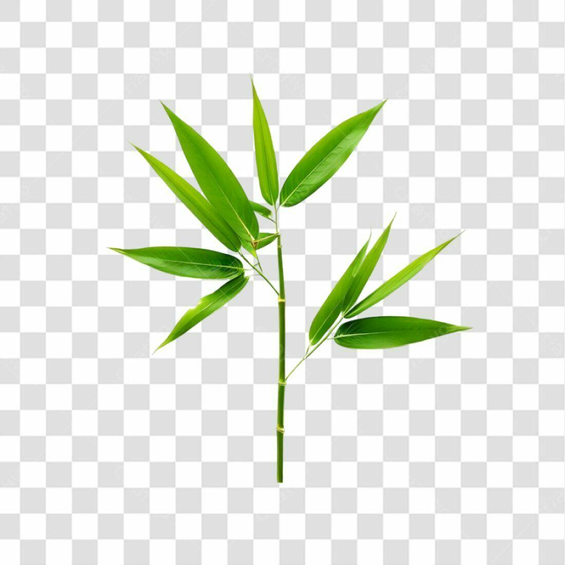 Icone Folhas de Bambu PNG com fundo transparente