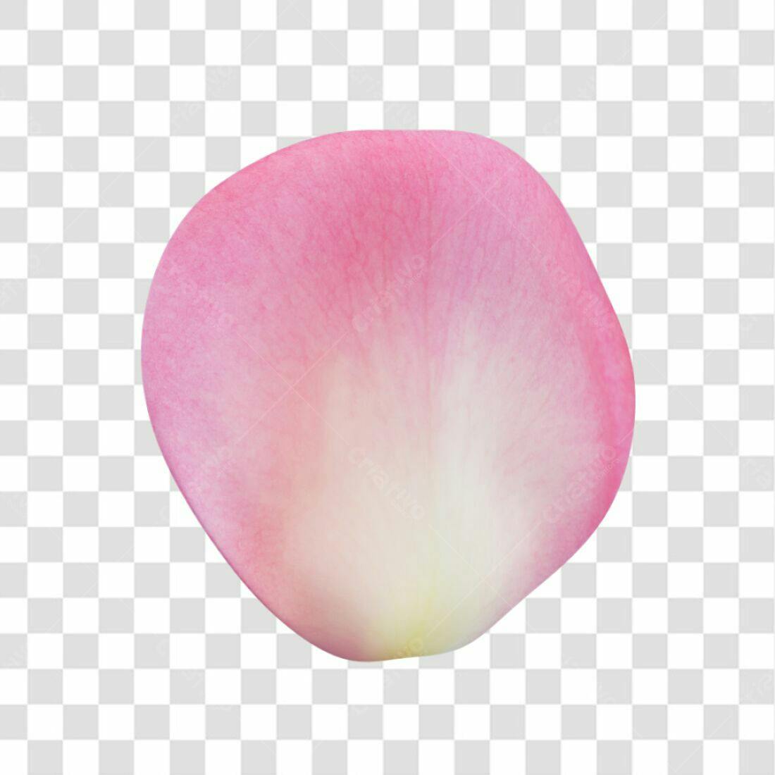 Icone Petala Rosa PNG com fundo transparente