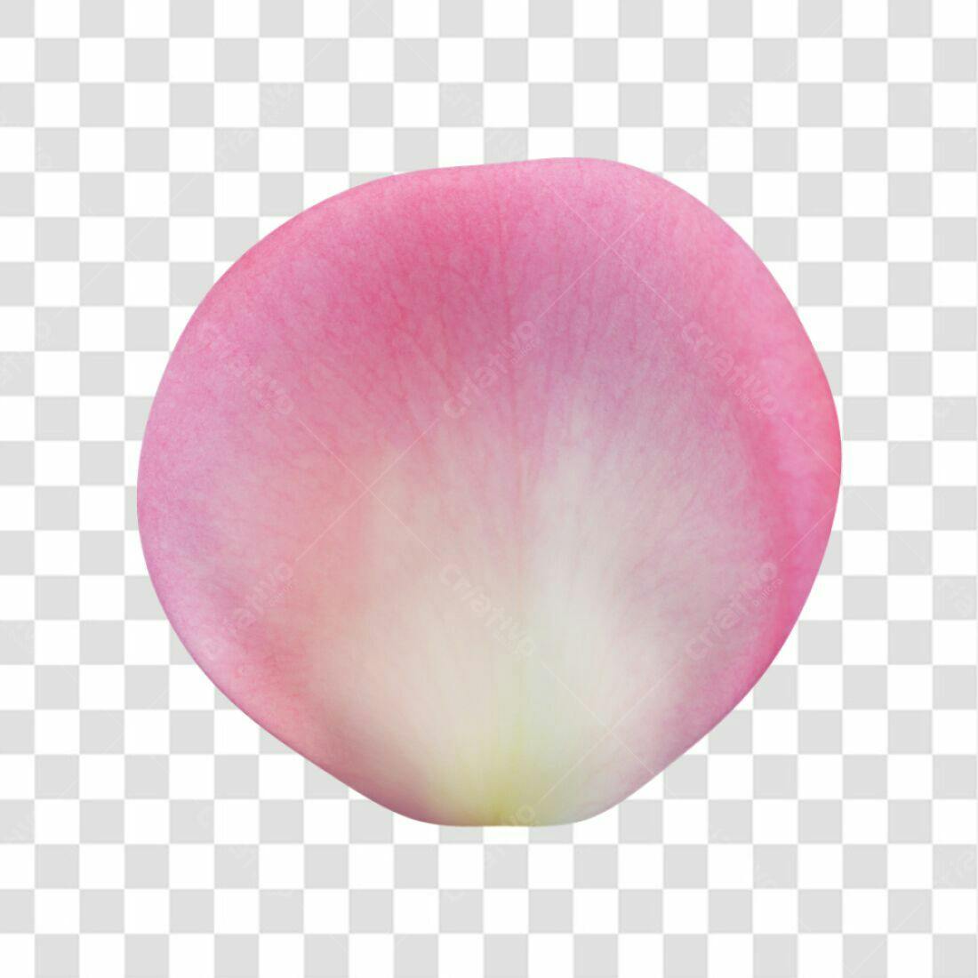 Icone Rosa Petala PNG com fundo transparente