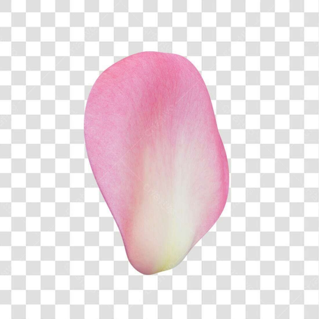 Icone Rosa Dia dos Namorados PNG com fundo transparente