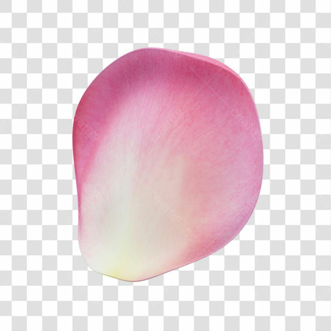 Icone Rosa Petala PNG com fundo transparente