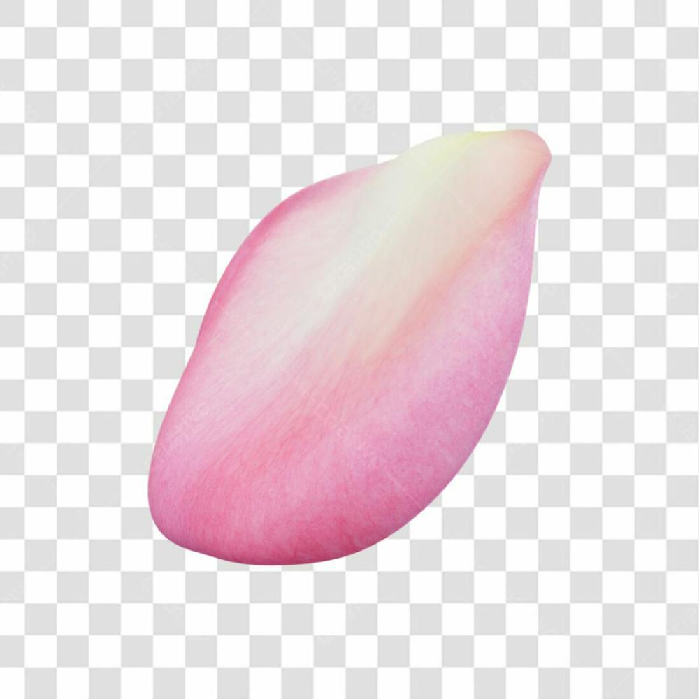Asset 3D   Pétalas De Rosa Cor De Rosa Dia Das Mães Dia Da Mulher Com Fundo Transparente  (13)