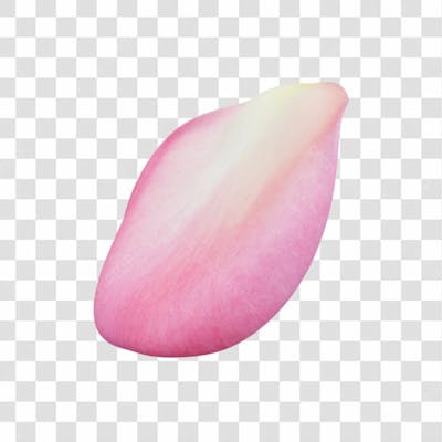 Asset 3D   Pétalas De Rosa Cor De Rosa Dia Das Mães Dia Da Mulher Com Fundo Transparente  (13)