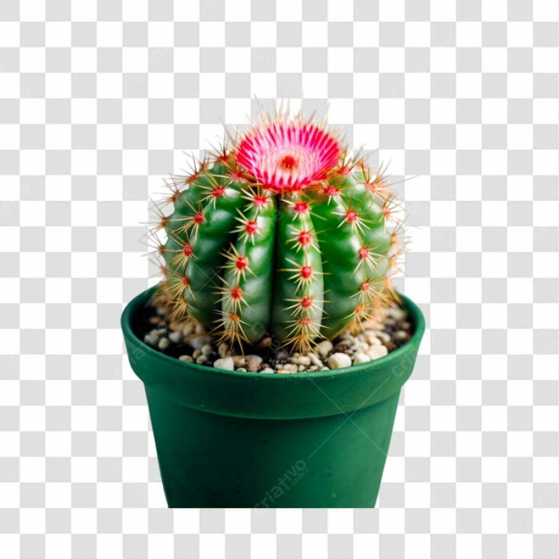 Icone Cacto Flor Rosa PNG com fundo transparente
